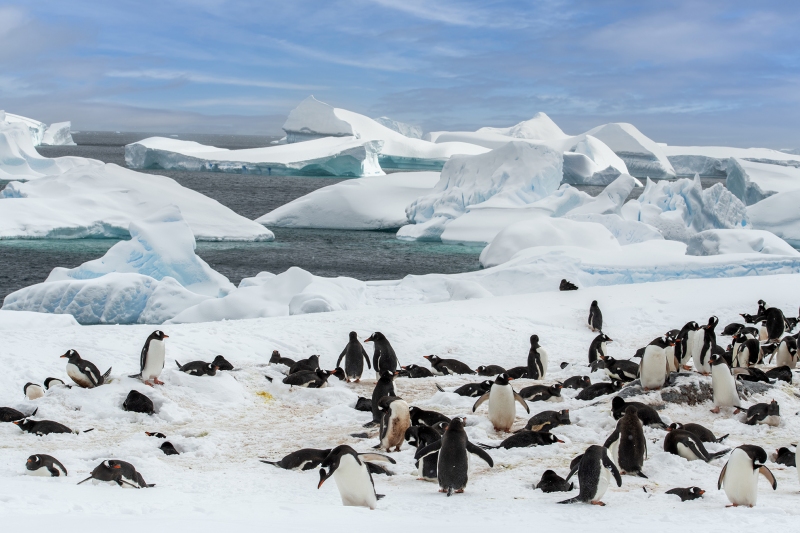 1_3822T-Antarktische-Halbinsel-Eselspinguinkolonie-Eisberge