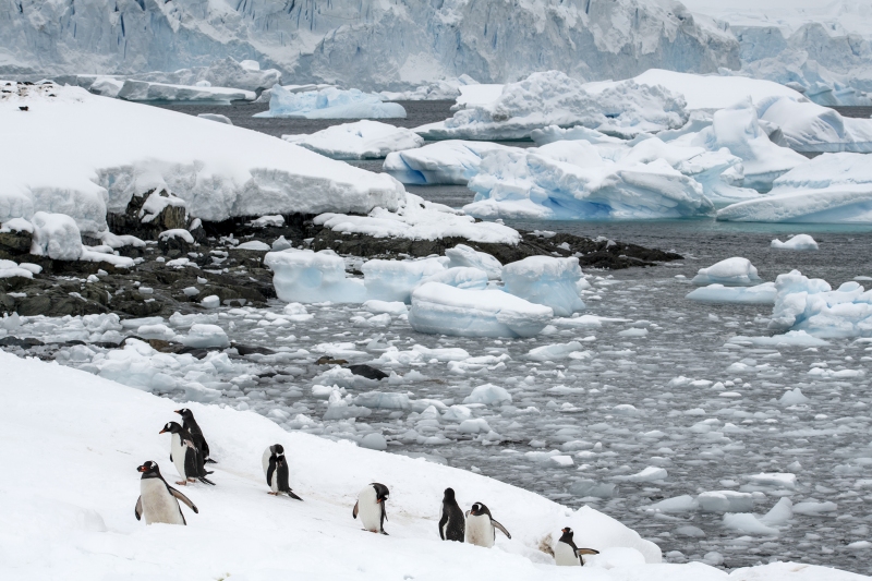 1_3925T-Antarktische-Halbinsel-Eselspinguinkolonie