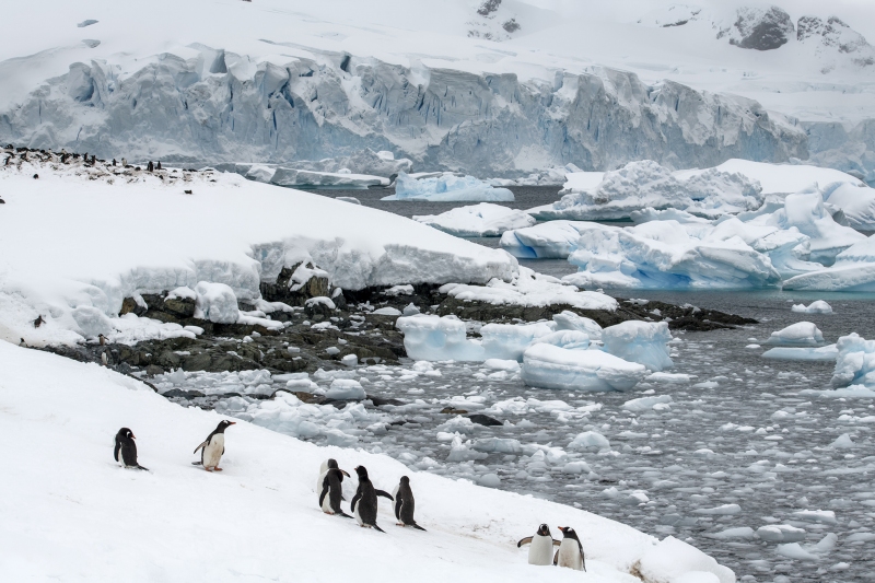 1_3928T-Antarktische-Halbinsel-Eselspinguinkolonie
