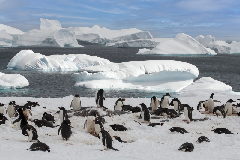 3815T-Antarktische-Halbinsel-Eselspinguinkolonie-Eisberge