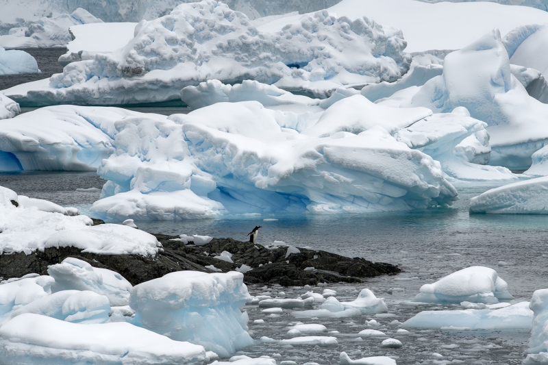 3910T-Antarktische-Halbinsel-einsamer-Eselspinguin