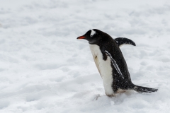 3803T-Antarktische-Halbinsel-Eselspinguin
