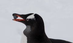 3905T-Antarktische-Halbinsel-Eselspinguin-Portrait-mit-Stein-im-Schnabel