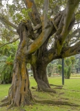 3588TZ-Azoren-Sao-Miguel-Botanischen-Garten-Ponta-Delgada