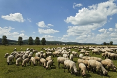 Schafherde am Segelflugplatz Bückeburg