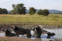 Wasserbüffel Bückeburger Niederung