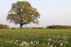 Scheier Bruch Bückeburg Frühling