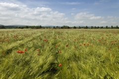 Mohn in Bückeburg