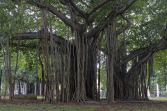 5533Sa-Baum-mit-Luftwurzeln-Havanna-Cuba
