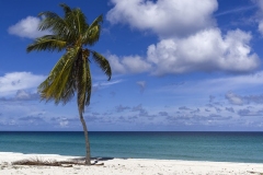 5857Sa-Strand-Karibik-Cuba-mit-Palme