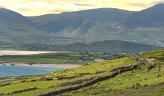 2360P Schafe mit Steinwällen Irland