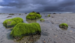 3151Sa Tralee Bay Algen am Strand