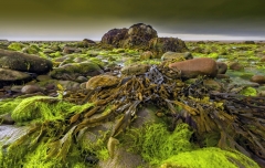 3166Sa Nordirland Algen am Strand