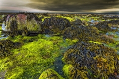 3183Sa Irland Tralee Bay Küste Ebbe Algen