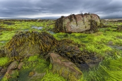 3185Sa Nordirland Algen am Strand