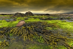 3194Sa Irland Tralee Bay Tralee Bay  Algen bei Ebbe