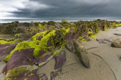 3281Sa Algen Irland Küste Kopie