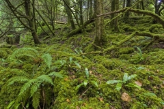 3468Sa Irland Nationalpark Killarney Moos im Wald