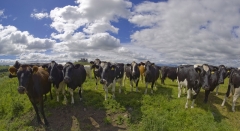 3597Sa Kühe vor der Burg Irland