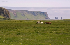 3237B-Islandpferde-bei-Vik-Island-Kopie