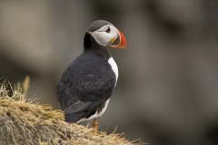 3319B-Papageientaucher-bei-Vik-Island