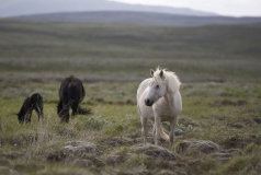 3606B-Pferde-auf-Island