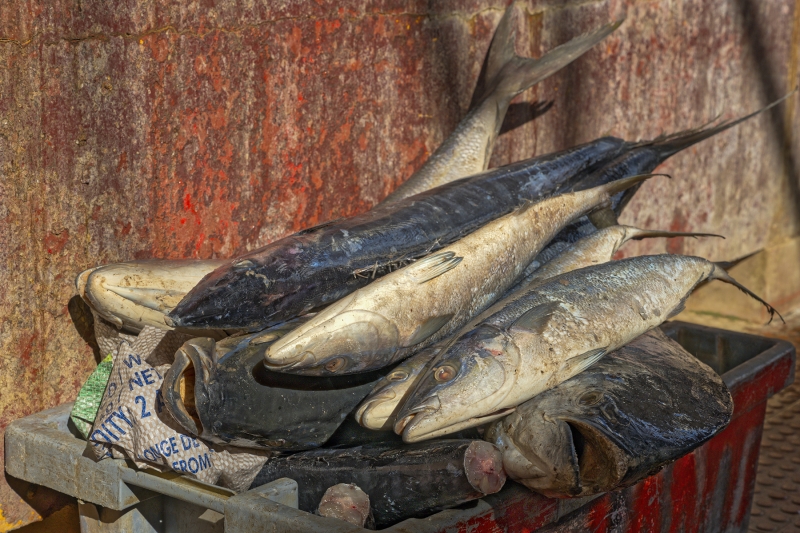 4466TZ-Fischmarkt-Mindelo-auf-Insel-Sao-Vicente-Kapverden