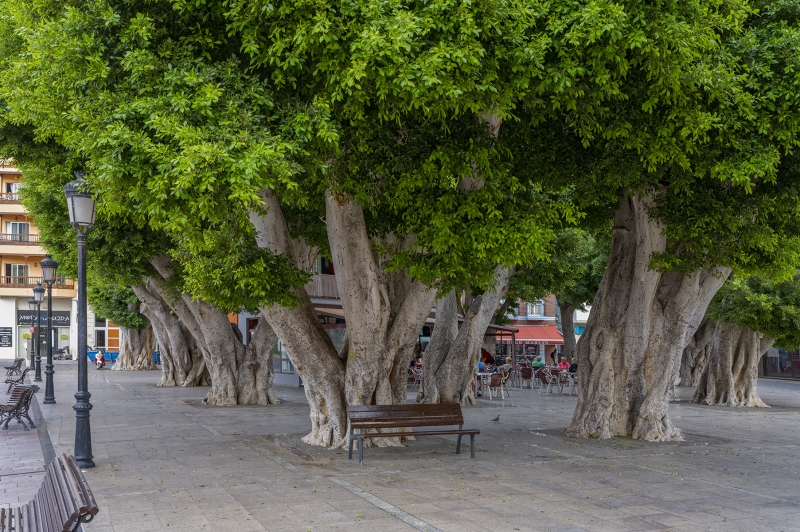 4240TZ-La-Gomera-alte-Bäume-auf-Platz