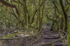 4155TZ-Gomera-Weg-durch-den-Lorbeerwald