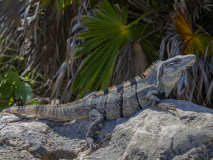 16276UZ-Echse-Tulum-Mexico
