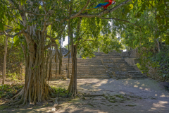1704UZ-Maya-Kultur-im-Dschungel-Pyramide-Chacchoben-Mexico-mit-Papagei