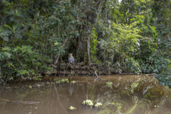 2154UZ-Kanufahrt-auf-Fluss-im-Dschungel-mit-Krokodil-und-sitzendem-Jaguar-am-Ufer-Nicaragua