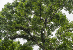 2159UZ-Affenbaum-im-Dschungel-Nicaragua
