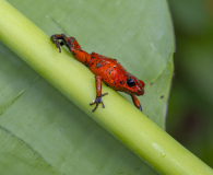 2183UZ-roter-Giftpfeilfrosch-im-Dschungel-Mittelamerika