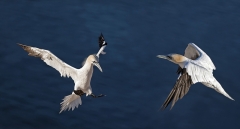 5423Ii(46I) Basstölfel im Flug