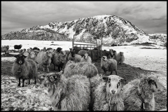0306H-Schafe-Lofoten