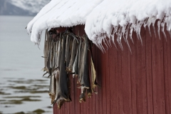 1298L-Trockenfisch-an-der-Hütte-Norwegen