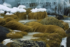 1320L-25L-Norwegen-Gräser-im-Eis-HF