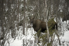 1341L-Elch-im-Wald-Norwegen-Winter