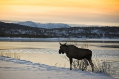 1905L-Elch-am-Tysfjord-Norwegen