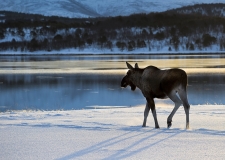 1907L-Elch-am-Tsyfjord-Winter