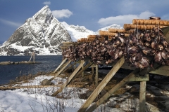 8211G-Fischköpfe-auf-den-Lofoten