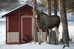 1894L-Elch-an-der-Hütte-Norwegen-im-Winter