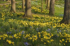 1_9750M-Fruehling-am-Blumenwall-Rinteln