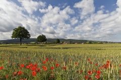Mohnfeld bei Rinteln