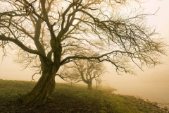 9142M-Nebelstimmung-an-der-Weser-Rinteln-1