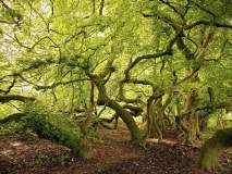 1240I-1245I Süntelbuchenwald  gemalt 80x60 Druck