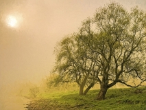 9986M alte Weiden an der Weser Rinteln Nebelstimmung gemalt Druck 80x60