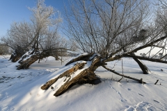 0528L-Kopfweiden-Petzen-Winter