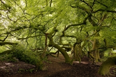 1240I-1245I-Süntelbuchenwald-